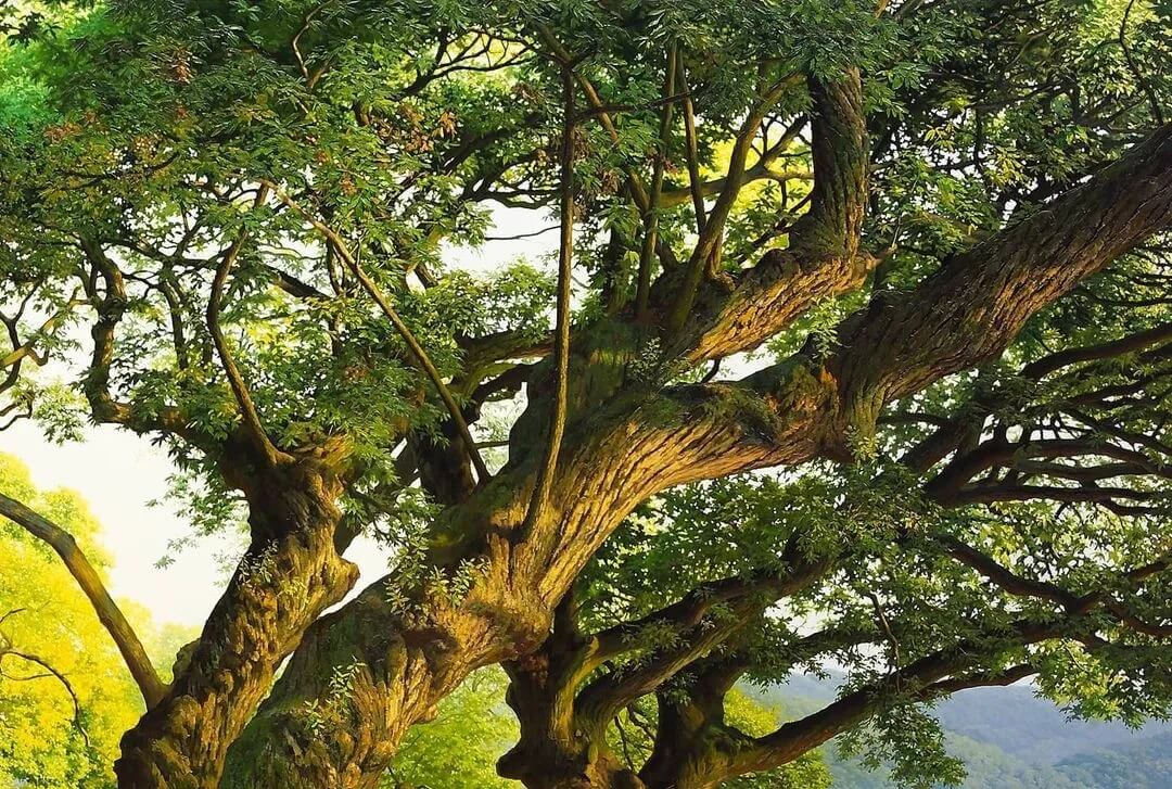 像相機(jī)拍出來的畫，你見過嗎？重慶美術(shù)藝考集訓(xùn)畫室?guī)懔私獬瑢憣?shí)繪畫！圖十四
